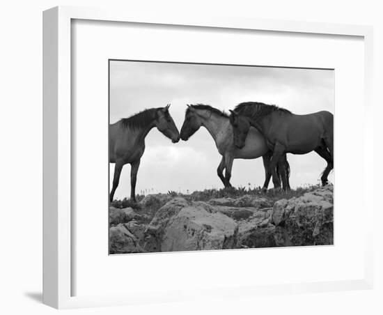 Mustang / Wild Horse Red Dun Stallion Sniffing Mare's Noses, Montana, USA Pryor-Carol Walker-Framed Photographic Print