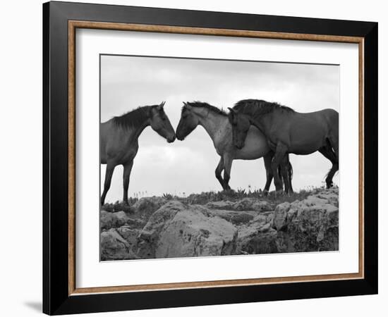 Mustang / Wild Horse Red Dun Stallion Sniffing Mare's Noses, Montana, USA Pryor-Carol Walker-Framed Photographic Print