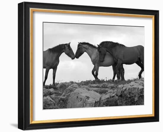 Mustang / Wild Horse Red Dun Stallion Sniffing Mare's Noses, Montana, USA Pryor-Carol Walker-Framed Photographic Print