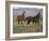 Mustang / Wild Horse, Two Mares and Colt Foal Trotting, Wyoming, USA Adobe Town Hma-Carol Walker-Framed Photographic Print