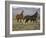 Mustang / Wild Horse, Two Mares and Colt Foal Trotting, Wyoming, USA Adobe Town Hma-Carol Walker-Framed Photographic Print