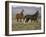 Mustang / Wild Horse, Two Mares and Colt Foal Trotting, Wyoming, USA Adobe Town Hma-Carol Walker-Framed Photographic Print