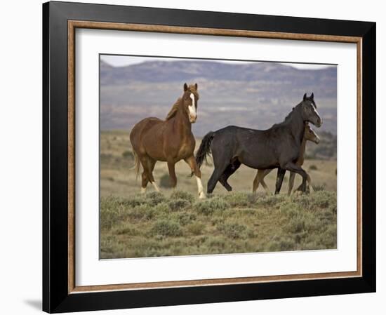 Mustang / Wild Horse, Two Mares and Colt Foal Trotting, Wyoming, USA Adobe Town Hma-Carol Walker-Framed Photographic Print