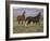 Mustang / Wild Horse, Two Mares and Colt Foal Trotting, Wyoming, USA Adobe Town Hma-Carol Walker-Framed Photographic Print