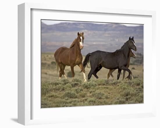Mustang / Wild Horse, Two Mares and Colt Foal Trotting, Wyoming, USA Adobe Town Hma-Carol Walker-Framed Photographic Print