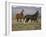 Mustang / Wild Horse, Two Mares and Colt Foal Trotting, Wyoming, USA Adobe Town Hma-Carol Walker-Framed Photographic Print