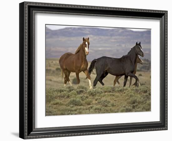 Mustang / Wild Horse, Two Mares and Colt Foal Trotting, Wyoming, USA Adobe Town Hma-Carol Walker-Framed Photographic Print