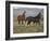 Mustang / Wild Horse, Two Mares and Colt Foal Trotting, Wyoming, USA Adobe Town Hma-Carol Walker-Framed Photographic Print