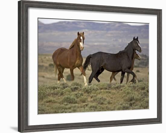 Mustang / Wild Horse, Two Mares and Colt Foal Trotting, Wyoming, USA Adobe Town Hma-Carol Walker-Framed Photographic Print