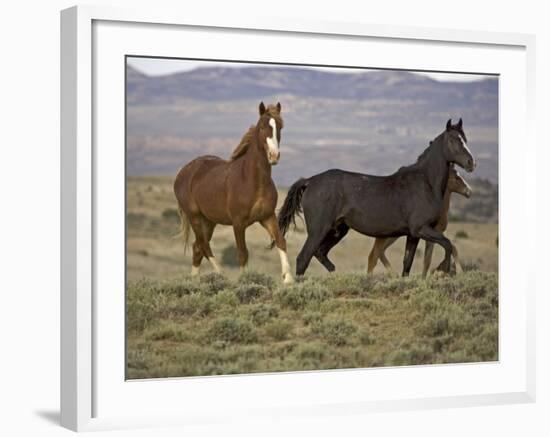 Mustang / Wild Horse, Two Mares and Colt Foal Trotting, Wyoming, USA Adobe Town Hma-Carol Walker-Framed Photographic Print