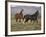 Mustang / Wild Horse, Two Mares and Colt Foal Trotting, Wyoming, USA Adobe Town Hma-Carol Walker-Framed Photographic Print