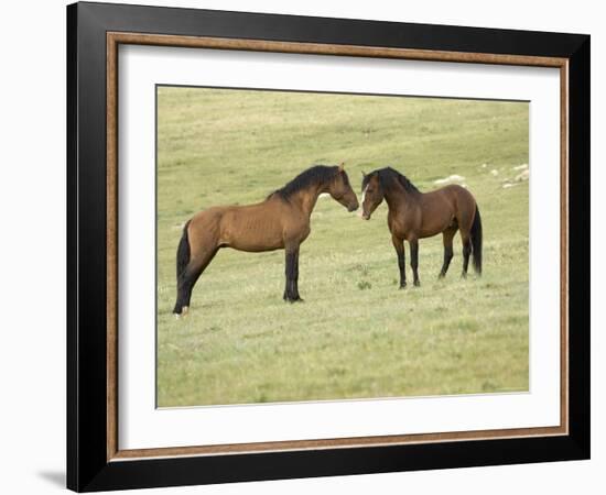 Mustang / Wild Horse, Two Stallions Approaching Each Other, Montana, USA Pryor-Carol Walker-Framed Photographic Print