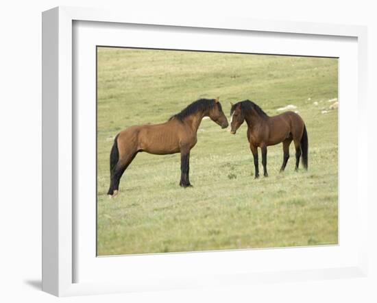 Mustang / Wild Horse, Two Stallions Approaching Each Other, Montana, USA Pryor-Carol Walker-Framed Photographic Print