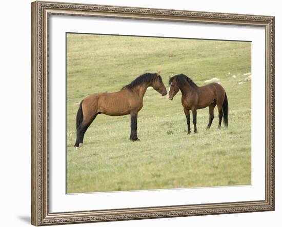 Mustang / Wild Horse, Two Stallions Approaching Each Other, Montana, USA Pryor-Carol Walker-Framed Photographic Print