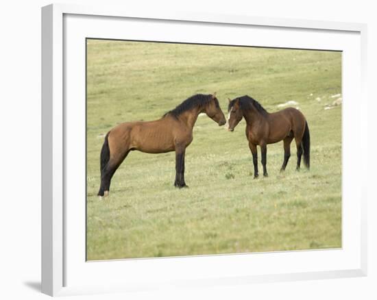 Mustang / Wild Horse, Two Stallions Approaching Each Other, Montana, USA Pryor-Carol Walker-Framed Photographic Print