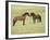 Mustang / Wild Horse, Two Stallions Approaching Each Other, Montana, USA Pryor-Carol Walker-Framed Photographic Print