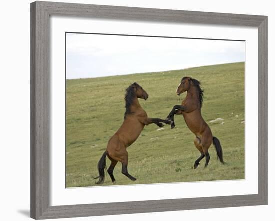 Mustang / Wild Horse, Two Stallions Fighting, Montana, USA Pryor Mountains Hma-Carol Walker-Framed Photographic Print