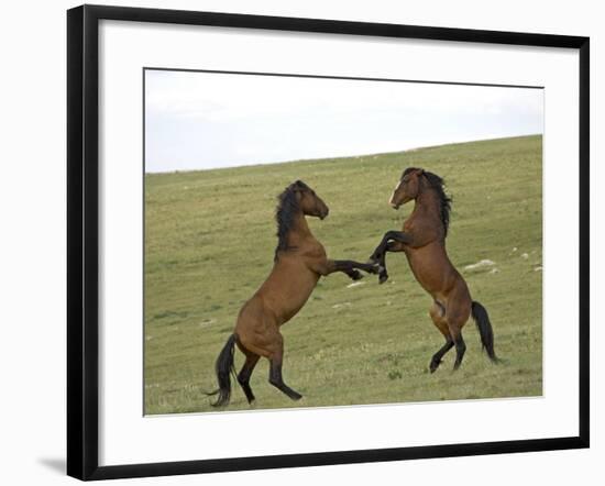 Mustang / Wild Horse, Two Stallions Fighting, Montana, USA Pryor Mountains Hma-Carol Walker-Framed Photographic Print