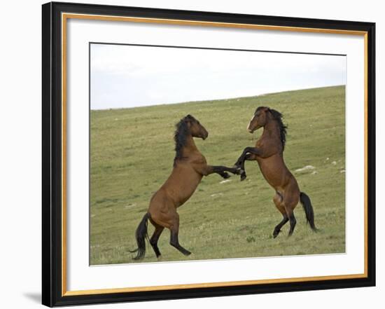 Mustang / Wild Horse, Two Stallions Fighting, Montana, USA Pryor Mountains Hma-Carol Walker-Framed Photographic Print