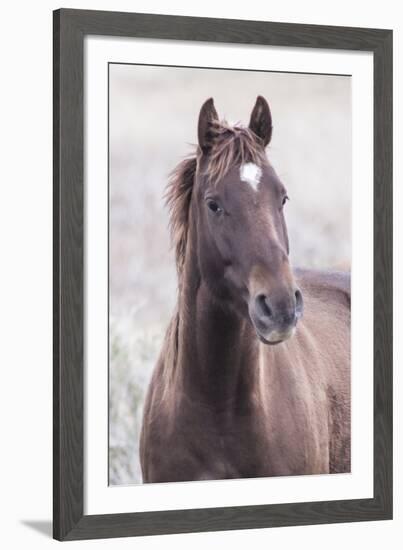 Mustang-Chris Dunker-Framed Giclee Print