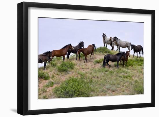 Mustangs of the Badlands-1399-Gordon Semmens-Framed Photographic Print