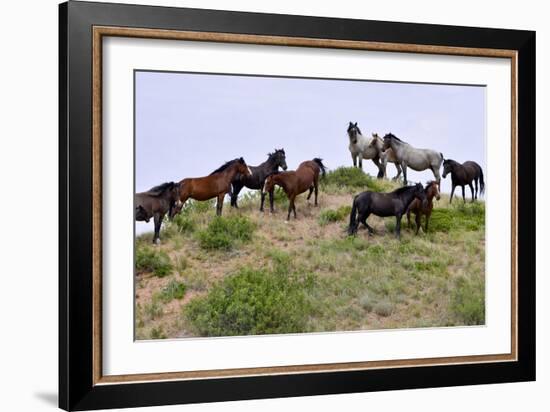Mustangs of the Badlands-1399-Gordon Semmens-Framed Photographic Print