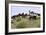 Mustangs of the Badlands-1399-Gordon Semmens-Framed Photographic Print