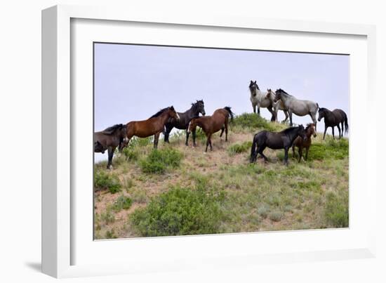 Mustangs of the Badlands-1399-Gordon Semmens-Framed Photographic Print