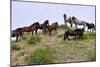 Mustangs of the Badlands-1399-Gordon Semmens-Mounted Photographic Print