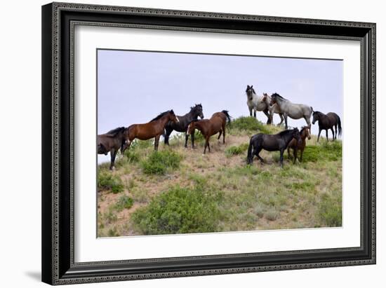 Mustangs of the Badlands-1399-Gordon Semmens-Framed Photographic Print