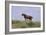 Mustangs of the Badlands-1402-Gordon Semmens-Framed Photographic Print
