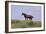 Mustangs of the Badlands-1402-Gordon Semmens-Framed Photographic Print