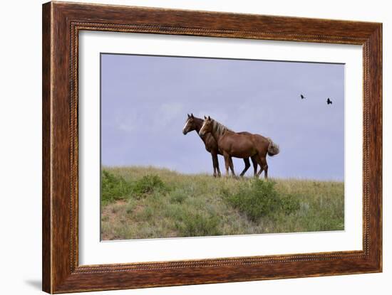 Mustangs of the Badlands-1402-Gordon Semmens-Framed Photographic Print