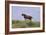 Mustangs of the Badlands-1402-Gordon Semmens-Framed Photographic Print