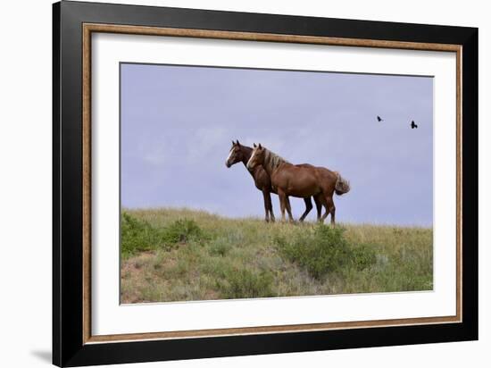 Mustangs of the Badlands-1402-Gordon Semmens-Framed Photographic Print