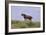 Mustangs of the Badlands-1402-Gordon Semmens-Framed Photographic Print