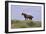 Mustangs of the Badlands-1402-Gordon Semmens-Framed Photographic Print