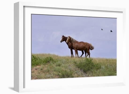 Mustangs of the Badlands-1402-Gordon Semmens-Framed Photographic Print