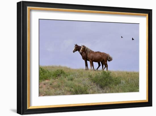 Mustangs of the Badlands-1402-Gordon Semmens-Framed Photographic Print