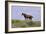 Mustangs of the Badlands-1402-Gordon Semmens-Framed Photographic Print