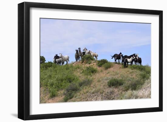 Mustangs of the Badlands-1406-Gordon Semmens-Framed Photographic Print