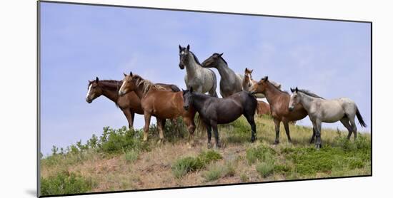 Mustangs of the Badlands-1421-Gordon Semmens-Mounted Photographic Print