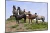 Mustangs of the Badlands-1435-Gordon Semmens-Mounted Photographic Print