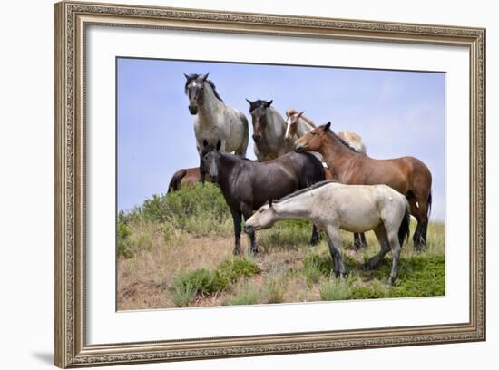 Mustangs of the Badlands-1440-Gordon Semmens-Framed Photographic Print