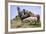 Mustangs of the Badlands-1440-Gordon Semmens-Framed Photographic Print