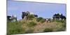 Mustangs of the Badlands-1455-Gordon Semmens-Mounted Photographic Print