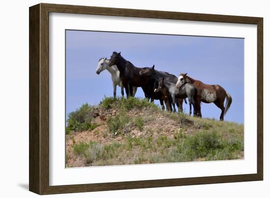 Mustangs of the Badlands-1458-Gordon Semmens-Framed Photographic Print