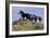 Mustangs of the Badlands-1458-Gordon Semmens-Framed Photographic Print