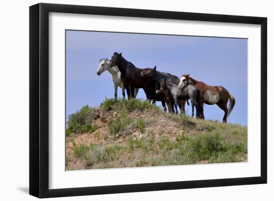 Mustangs of the Badlands-1458-Gordon Semmens-Framed Photographic Print