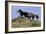 Mustangs of the Badlands-1458-Gordon Semmens-Framed Photographic Print